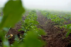 Potato rows behind leafy kale on a foggy Kenyan morning in April 2025.