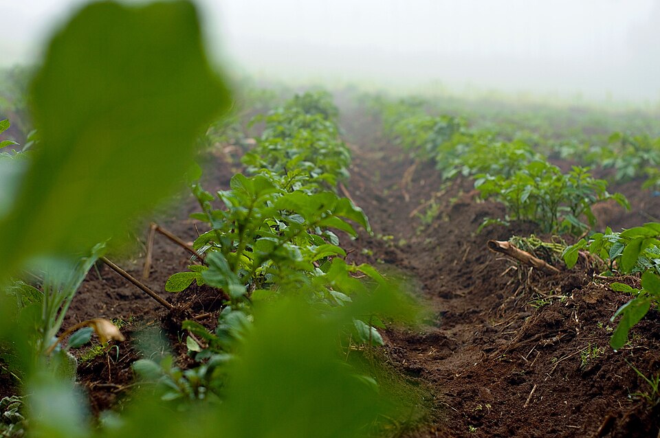 Potato rows behind leafy kale on a foggy Kenyan morning in April 2025.