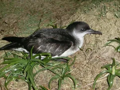 A black-and-white Manx shearwater resting beside vegetation on Skomer Island in an April 2014 archive photograph.