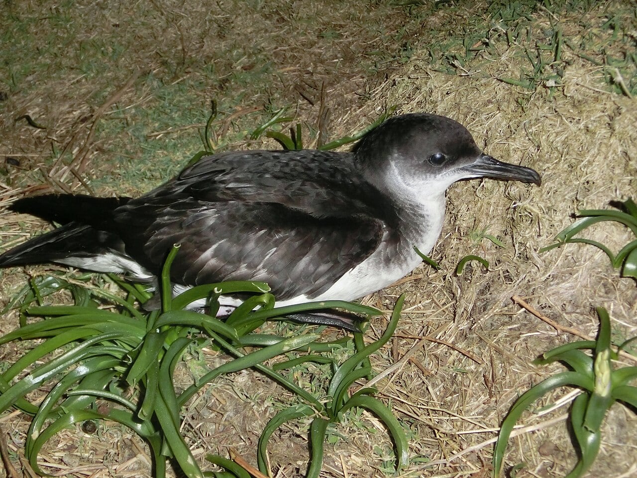 A black-and-white Manx shearwater resting beside vegetation on Skomer Island in an April 2014 archive photograph.